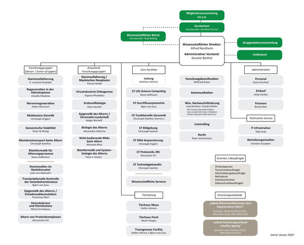 Struktur Leibniz Institut für Alternsforschung FLI