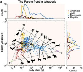 The triangular Pareto front in the trait space of sperm length and body mass in tetrapods. 